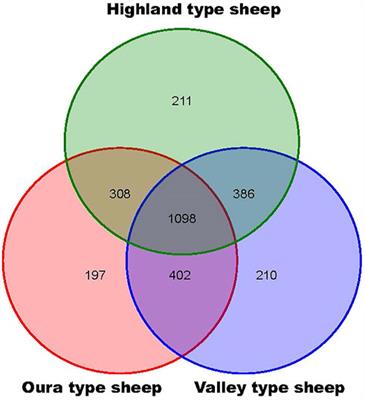 Genome-wide analysis of CNVs in three populations of Tibetan sheep using whole-genome resequencing